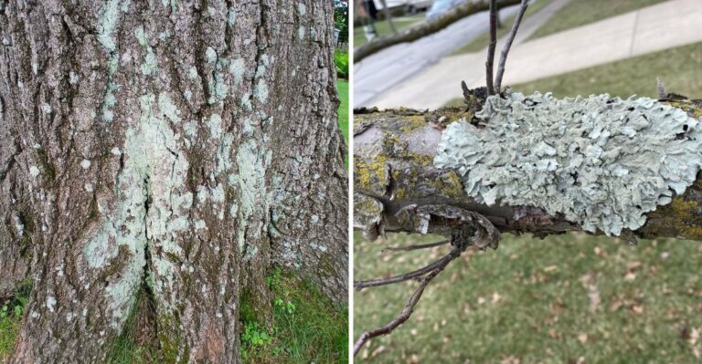 Why Washington Tree Trunks Turn Pale Once The Rains Return