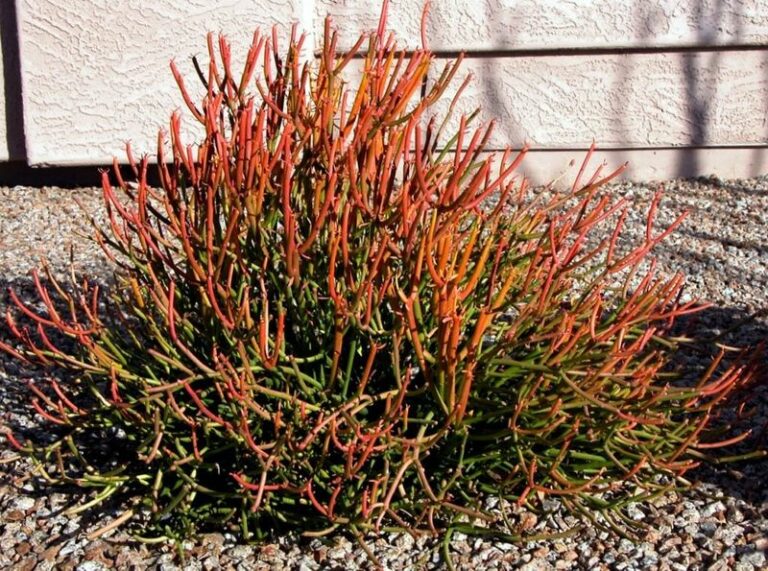 The Arizona Yard Shrub That’s Quieter Than A Rattlesnake But Just As Dangerous To Handle
