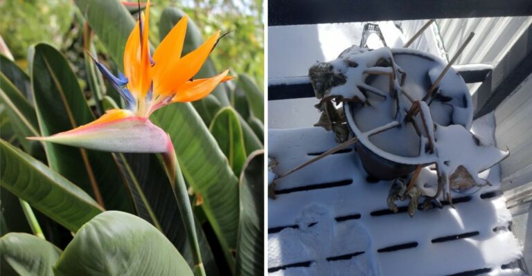 What To Do With Potted Bird Of Paradise Before Ohio Nights Get Cold
