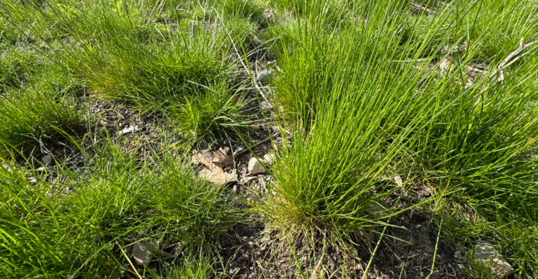 The Most Underrated North Carolina Ground Cover That Protects Soil From Heavy September Rains