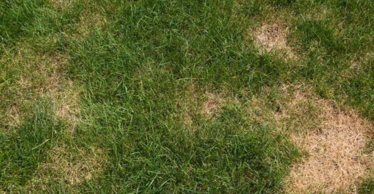 10 Fall Lawn Mistakes That Cause Bare Patches By Spring