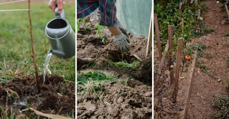 How To Treat Hail-Damaged Plants In Your Tennessee Garden Right Now