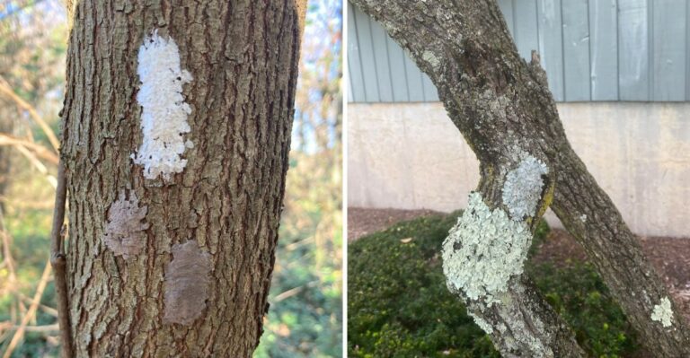 Gray Smudges On Indiana Trees Need Scraping Before Winter
