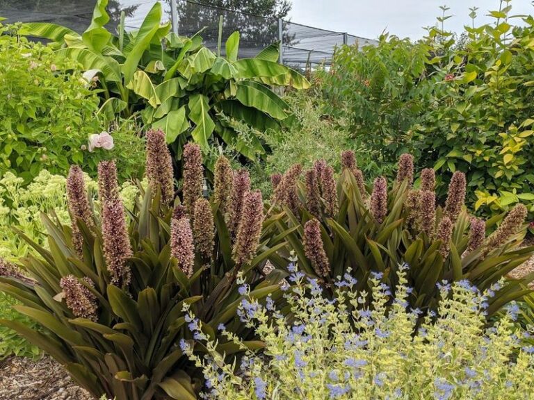 Have you met the pineapple lily yet? The tropical bloomer that shrugs off Oregon’s wet winters