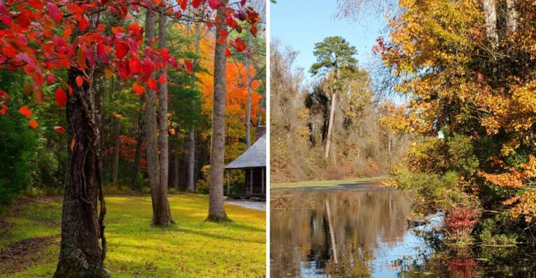 North Carolina’s Most Colorful Maple Groves Worth The Drive