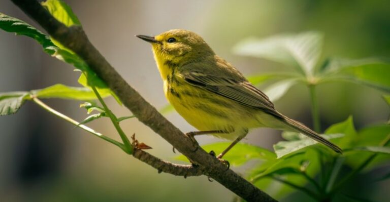 The 8 Warblers New York Gardens Welcome Every September