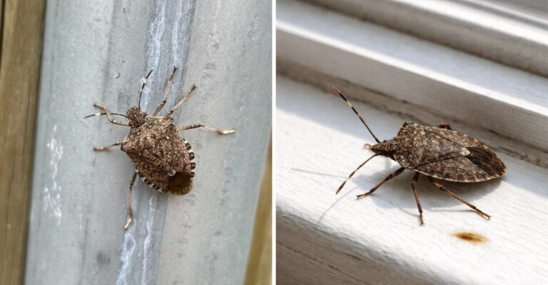 Why Stink Bugs Suddenly Cover Pennsylvania Houses In Fall