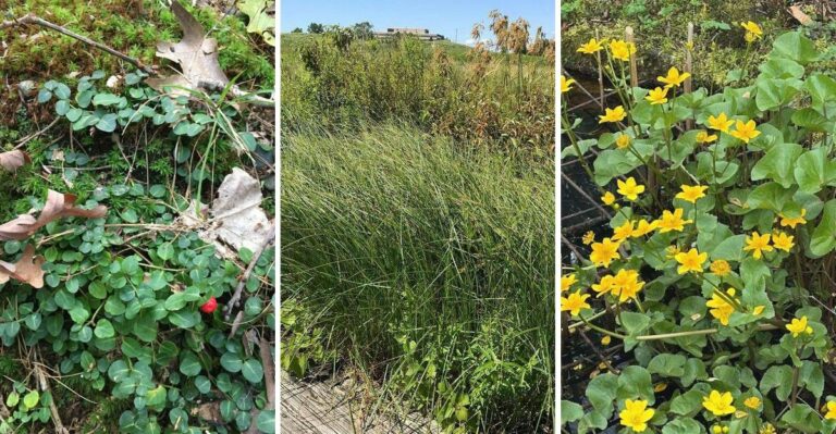 8 Virginia Natives That Carpet Damp Ground All Fall Without Rotting