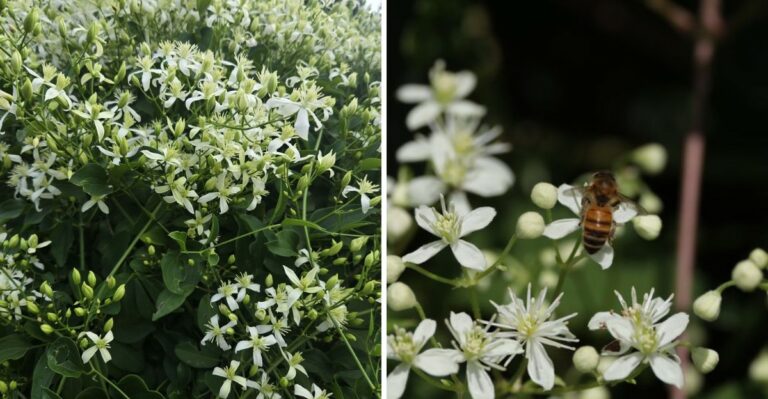 The Fall-Blooming Texas Vine That Makes Every Fence And Pergola Smell Amazing