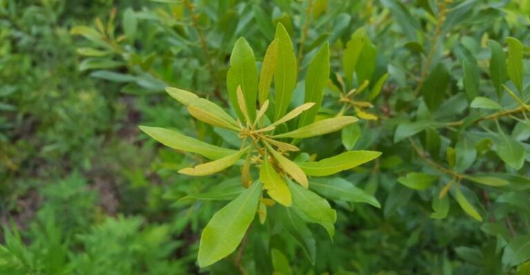 The Most Useful Native Shrub You Can Plant In Georgia