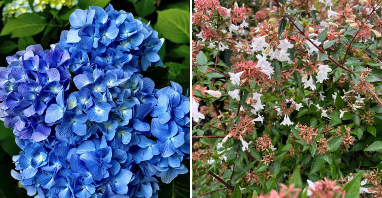 The Texas Shrubs To Prune In September And The Ones To Leave Alone