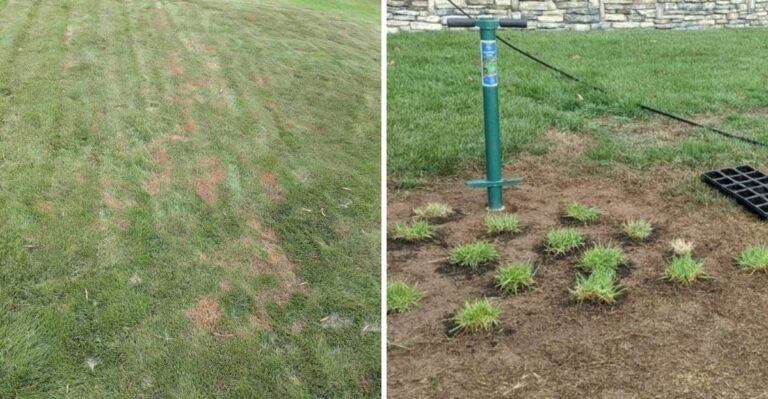 How To Restore Virginia Zoysia After Chinch Bug Damage