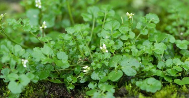 Pull This Tiny Georgia Weed Now Before Its Seed Pods Burst This Spring