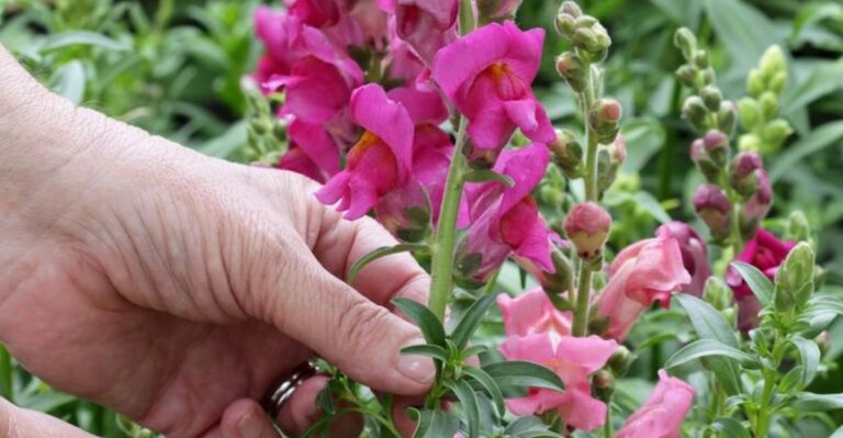 The One Thing North Carolina Snapdragons Need In October To Keep Blooming