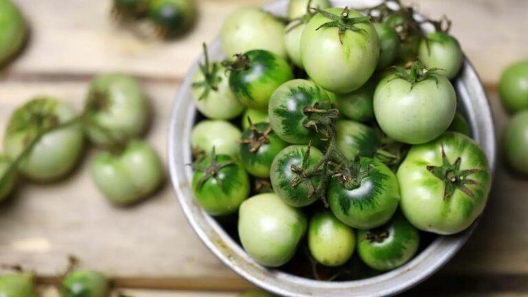 Pruning tomatoes now won’t save them – here’s what to do with the last green fruit before Oregon’s frost