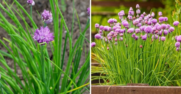 The Pennsylvania Patio Herb That Comes Back Bigger Every Single Year