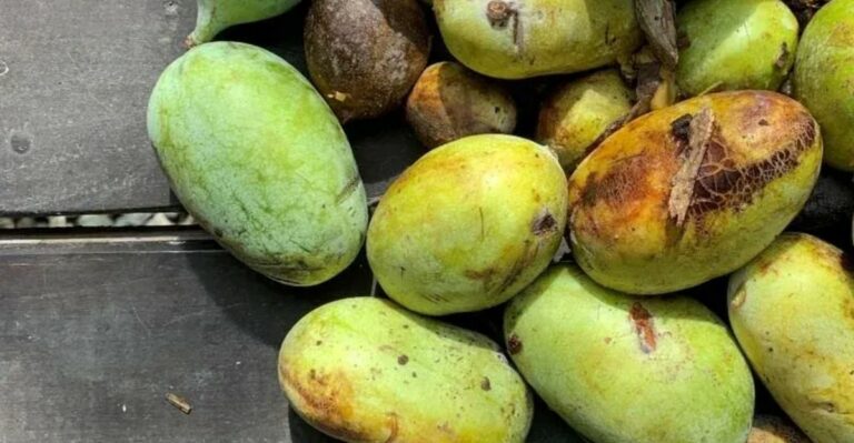 How To Store Fresh North Carolina Pawpaws When The Whole Crop Ripens At Once
