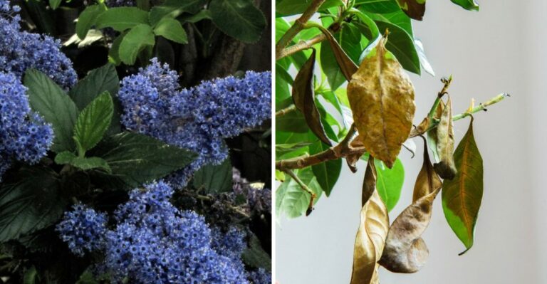 Should California Native Shrubs Be Fed At All Once Summer Ends