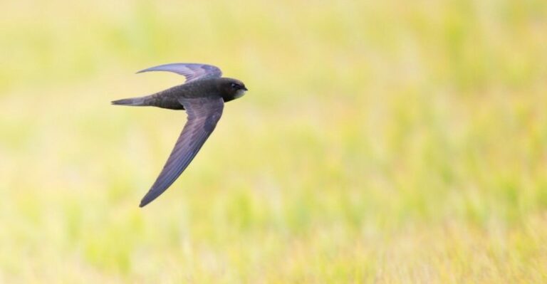 The Tiny Migrating Bird That Can Turn One Chimney Into A Giant Fall Roost In Florida