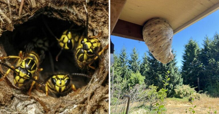 The Yellow Jackets In Kentucky Yards Are At Their Largest Nest Size Right Now