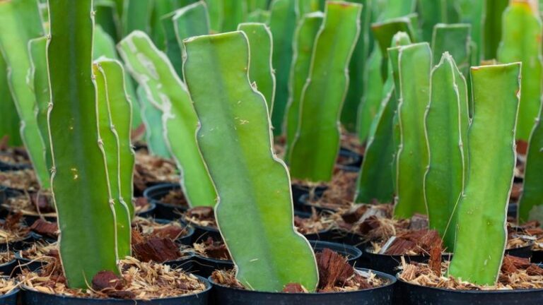 The Easiest Way Arizona Gardeners Root Dragon Fruit From A Cutting In Just A Water Bottle