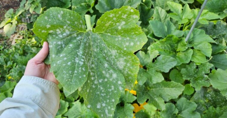 What October Rain Means For Powdery Mildew On Your North Carolina Squash