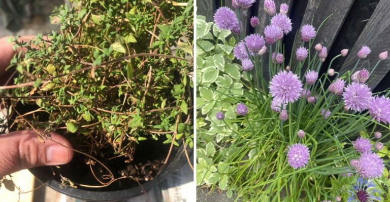 Worst Herbs For Waterlogged Pots In North Carolina (And Those That Absolutely Thrive In Them)