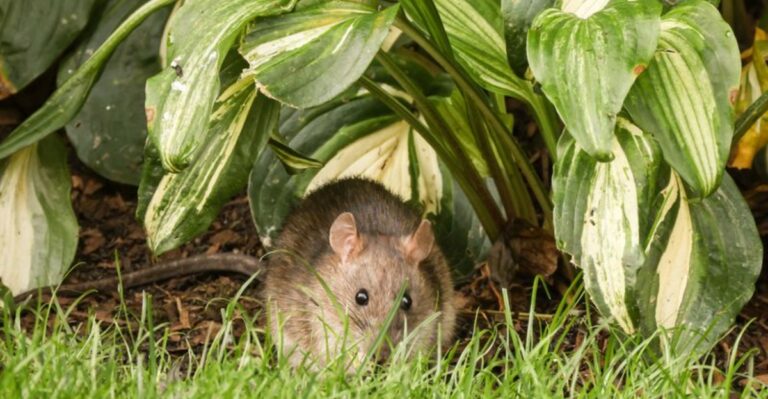8 Things To Fix Around Your Queens Home Before Fall Rats Arrive In New York