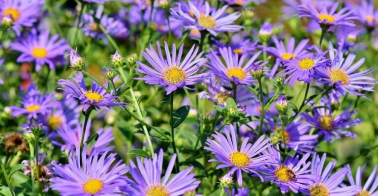 The September Move That Decides If Your Ohio Asters Bloom Their Fullest