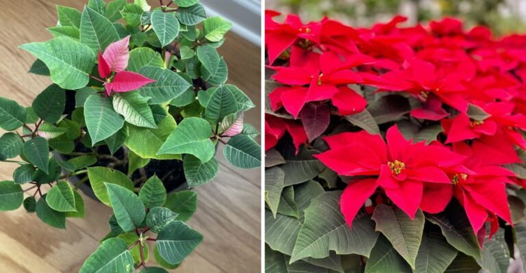 What Happens To Florida Poinsettias If You Prune Them Now