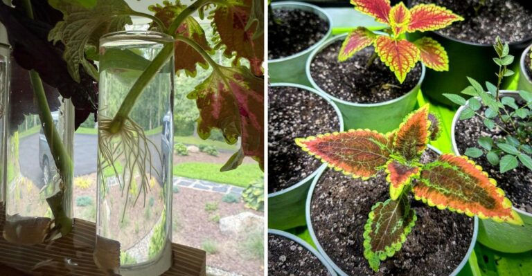 How To Save North Carolina Coleus With Cuttings Instead Of Bringing In The Whole Plant
