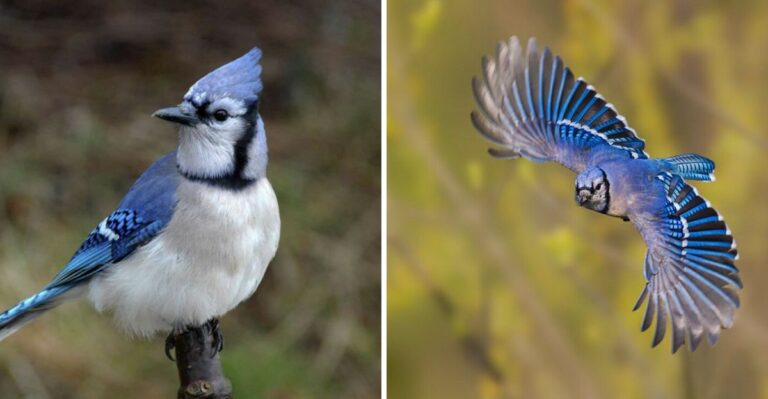 What It Really Means When Blue Jays Won’t Leave Your Texas Yard This September