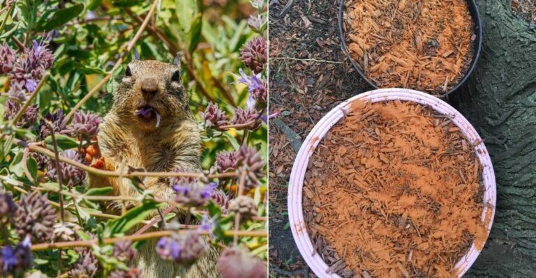 The Smells That Actually Keep Gophers And Ground Squirrels Out Of A California Garden