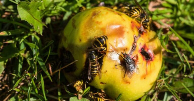 What’s Attracting Yellowjackets To North Carolina Trash Cans And Compost This September