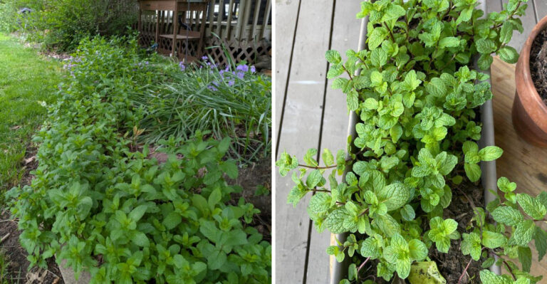 Why You Should Stop Planting Mint Directly In Your Ohio Garden Beds