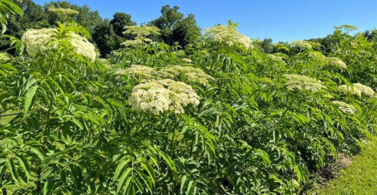 Fall Is The Right Time To Plant Elderberry In Georgia Gardens