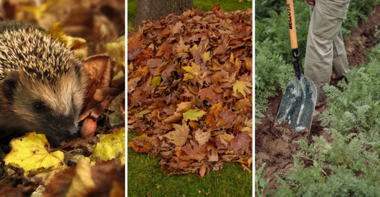 12 Smart Ways To Use Fallen Leaves In Your Garden To Protect Plants And Feed Soil Naturally