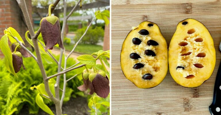 This Overlooked New Jersey Tree Is Quietly Producing Fruit Right Now