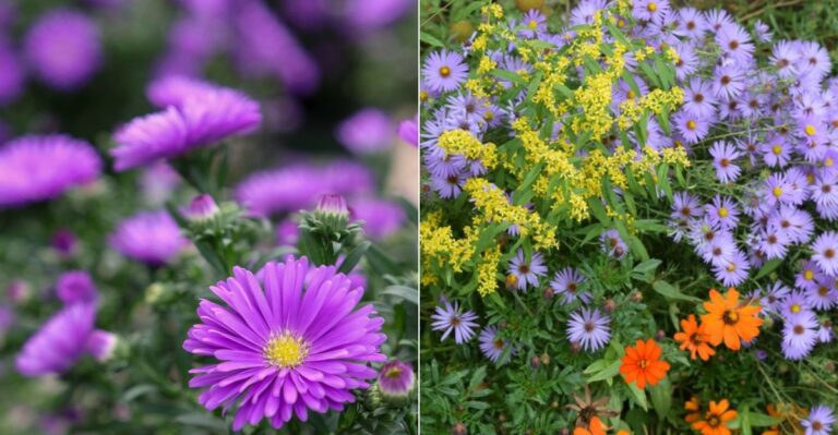 The Native-Friendly Fall Bloomer Oregon Gardens Are Missing