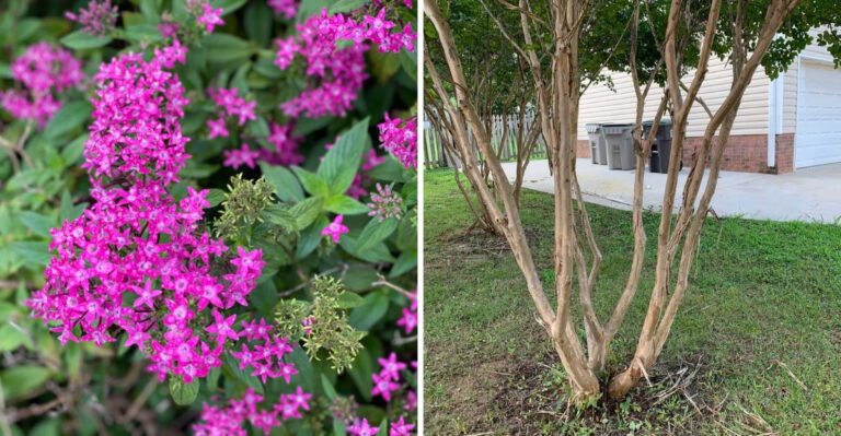 The Florida Plants You Can Lightly Trim In September (And The Ones You Shouldn’t Touch)