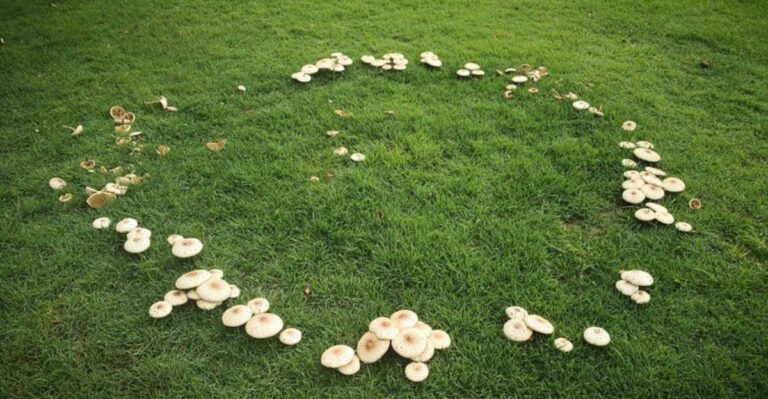 Maryland Lawns Are Sprouting Mushrooms In Rings That Keep Getting Wider