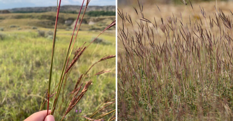 The Native Texas Plant That Covered Prairies Before Settlement And Is Coming Back