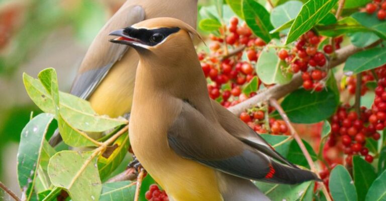 Why Cedar Waxwings Are Stopping In California Yards Before Winter