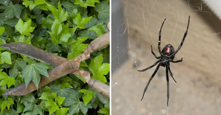 The Pennsylvania Garden Cleanup Tasks That Reduces Black Widow Habitat More Than Any Treatment