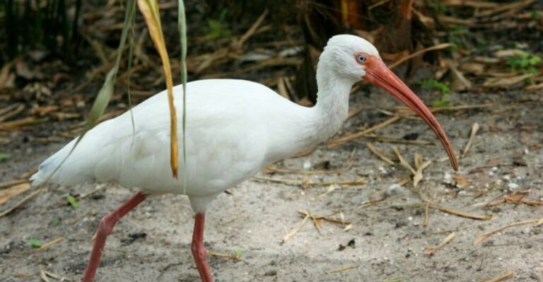 The Meaning Behind Seeing A White Ibis In Your Florida Yard
