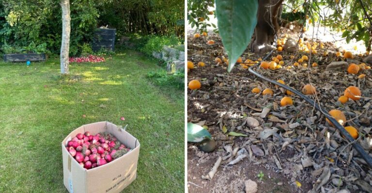 What California Gardeners Should Do With Fallen Fruit Before Rainy Weather Arrives