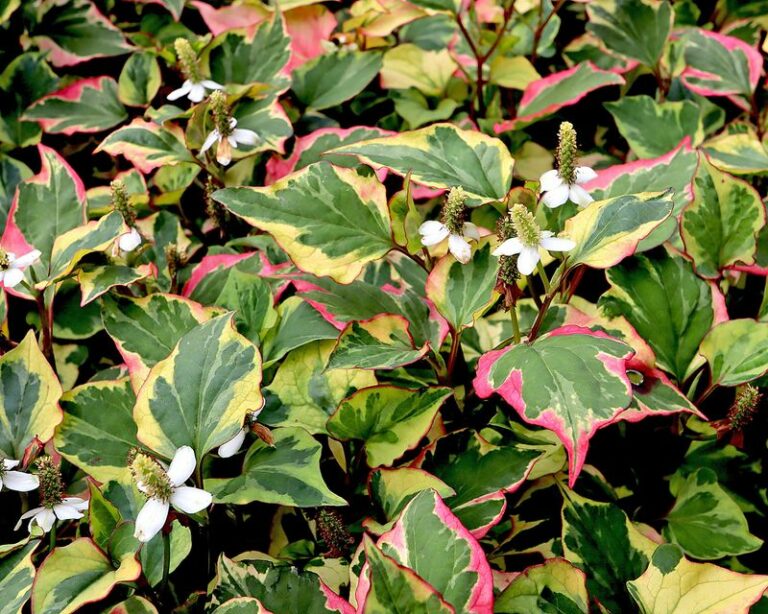 Don’t let the pretty leaves fool you — this is the plant Oregon gardeners wish they’d never planted