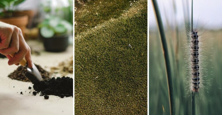 What To Do With Louisiana Warm Season Turf Before The First Cool Front Arrives