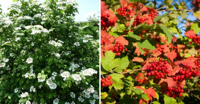 The Most Underrated Native Pennsylvania Shrub For Fall Color