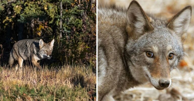 What To Do If Coyotes Keep Showing Up In Your Pennsylvania Yard